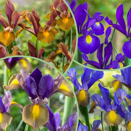 Schwertlilien Winterhart Mehrjährig - Holländische Iris Super Collection Blumenzwiebeln - 50 Zwiebeln - Pflanzen aus Holland für Garten und Topf (große Knollen, kein Samen)