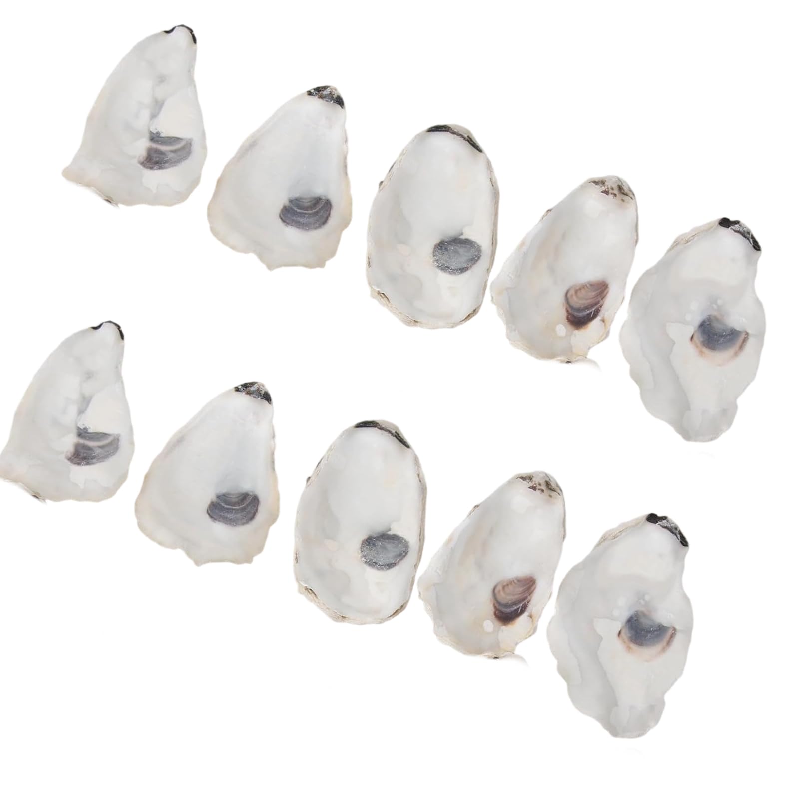 Xjdzineq Oysters Shells Concave Oysters Shells for Christmas Ornament for Vase Filler Diys Arts and Seashells Diys Arts and Sea