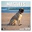 14 - Mastiffs