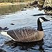Heerweiyi Realistic Canadian Goose Decoys - Durable and Detailed Hunting Decoy Set with Lifelike Feather Patterns - 6-Pack Floating Water for Outdoor Sports and Waterfowl Hunting​