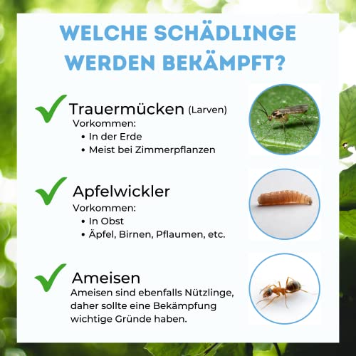 Futeco® – SF-Nematoden (20 Mio.) gegen Trauermücken – für 200 Pflanzen / 20m² Fläche – zum einfachen gießen 2