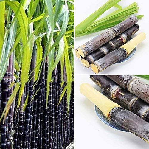 50 stks suikerriet zaden heerlijke sappige fruitplant Home Farm Decor Tuin voor Ideaal Outdoor Tuinieren Gift, Grow Your… - Image 5