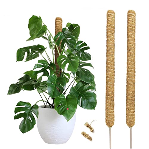 2 Stück 60cm Moosstab Pflanzstab Kokos, Rankhilfe Biegbare Moosstab für Rankhilfe Monstera,Pflanzstäbe Kokos Moosstab für Monstera Pflanze Rankhilfen für Monstera, Efeutute, Scindapsus Aureum thumbnail