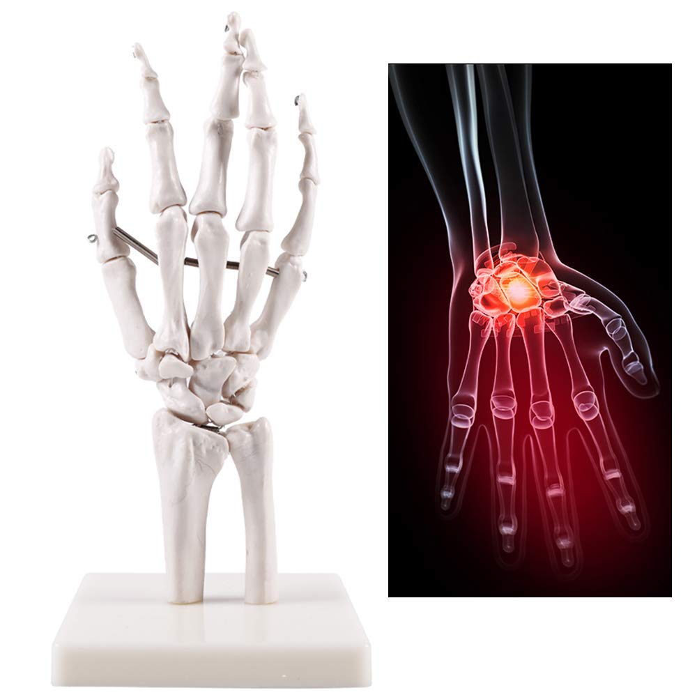 Sjdopulse A Life Size Hand Skeleton Model - Human Hand Nd Wrist Skeleton Model - Medical Natomical Hand Skeleton Model With Ligaments - For Medical Educational Traning Id (A)