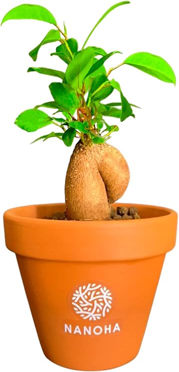 Amazon ガジュマル はじめての観葉植物 初心者向け 素焼鉢 母の日 父の日 贈り物 受け皿なし おしゃれ 可愛い 本物 インテリア 小さいミニサイズ Nanoha 観葉植物 オンライン通販 Amazon ガジュマル はじめての観葉植物 初心者向け 素焼鉢 母の日 父の日 贈り物 受け皿なし おしゃれ 可愛い 本物 インテリア 小さいミニサイズ Nanoha 観葉植物 オンライン通販