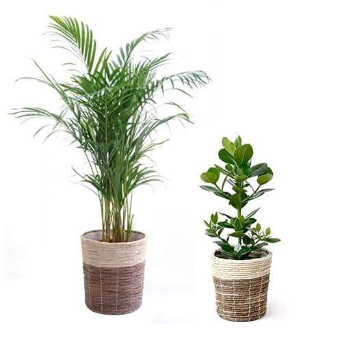 �ϗt�A�� �{�� 8��+6���Z�b�g �A���J���V8���E �N���V�A�E���[�A6�� �y�c�[�g�[�����J�o�[�t�z