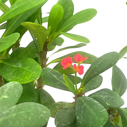 Crown Of Thorns, Euphorbia Milii Assortment, Set Of 3 In 4 Inch Pots, Crown-Of-Thorns Plant, Christ Thorn #TOP3