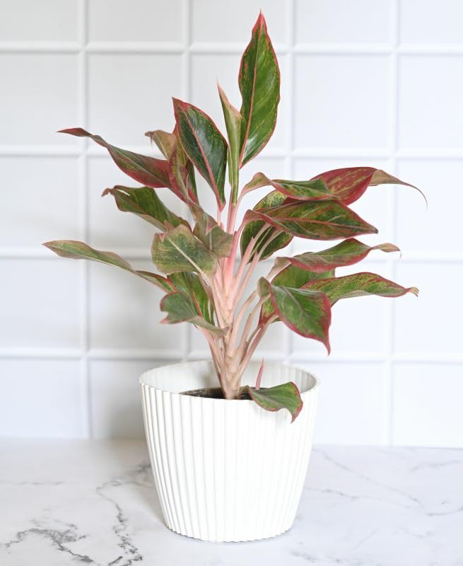 Plantorish_Aglaonema (Lipstick Single Stem) Natural Live Indoor Plant | Healthy Live Plant | For Home, Office, Livingroom, Bedroom, Garden Décor (Pack of 1)_F49