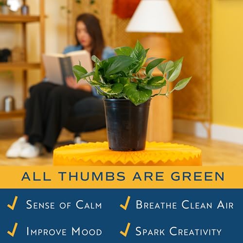 Image of Costa Farms Live Indoor Plant Golden Pothos, Easy Care Houseplant, 10-Inches Tall in 6-Inch Nursery Pot, Natural Air Purifying Greenery for Home Decor, Office Desk, or Hanging Planter Gift