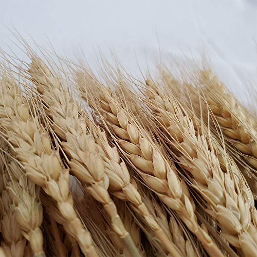 Wheat Stalks, 100Pcs Natural Ear Of Wheat Grain Flowers For Home Dining Table Arrangement Flower Art Wedding Decoration #TOP2