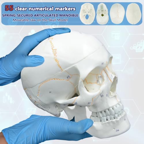 Image of Numbered Human Skull Model,White Human Anatomy Exploded Skull,3 Parts and 55pcs Labeled Numbered for Student Study,Teaching Demonstration and Medical Education Display