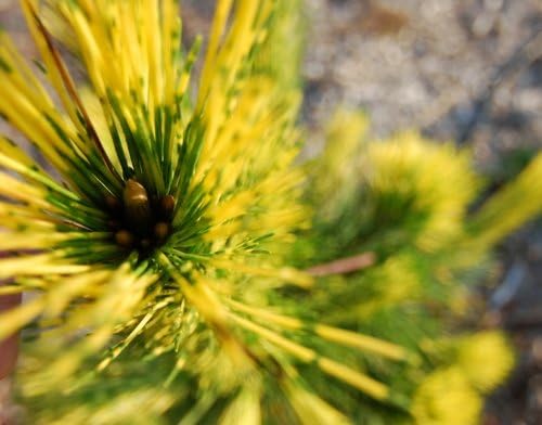 Dragon Eye Japanese Black Pine -Pinus thunbergii 'Shirome Janome' 3 - Year Tree