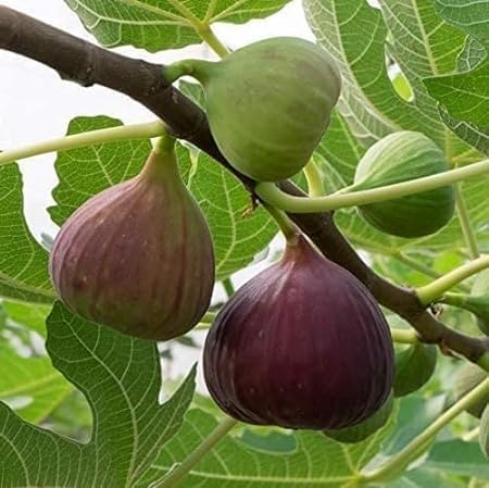 Fruit Plants Live Anjeer Turkey Brown Fig Plant || Dwarf Fig Fruit Plant Rare Ficus Carica 1 Healthy Layering Plant || Layering Grafted Fruit Live Plant || Mediterranean Turkish dwarf Rare plant (B0CV3Y45TF) Amazon Price History, Amazon Price Tracker