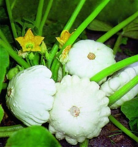 Vegetable - Kings Seeds - Picture Packet - Squash Patty Pan - Custard White - 25 Seeds