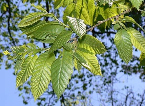 Chinese Chestnut Tree - Produces Nuts (With Pollinator) - Live Plants Shipped 2 To 3 Feet Tall (No California) #TOP2