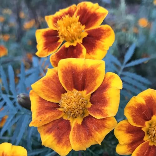 semillas de caléndula caléndula perenne resistente, al aire libre de perennes resistentes trepadoras, 500pcs