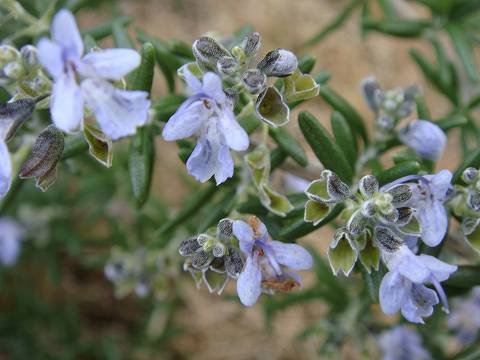 【toko❗️高さ60㎝前後‼️】ローズマリー　マリンブルー　2本セット 7106luPkOiL._AC_UF350,