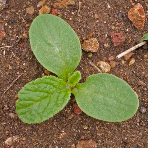 Seed Needs Blue Borage Seeds for Planting Herb Seed | 2,000+ Heirloom Seeds Non GMO Untreated | 1.5 Ounce Bulk Pouch Borage Flower Seed | Blue Edible Star Flowers Attracts Pollinators - Image 6