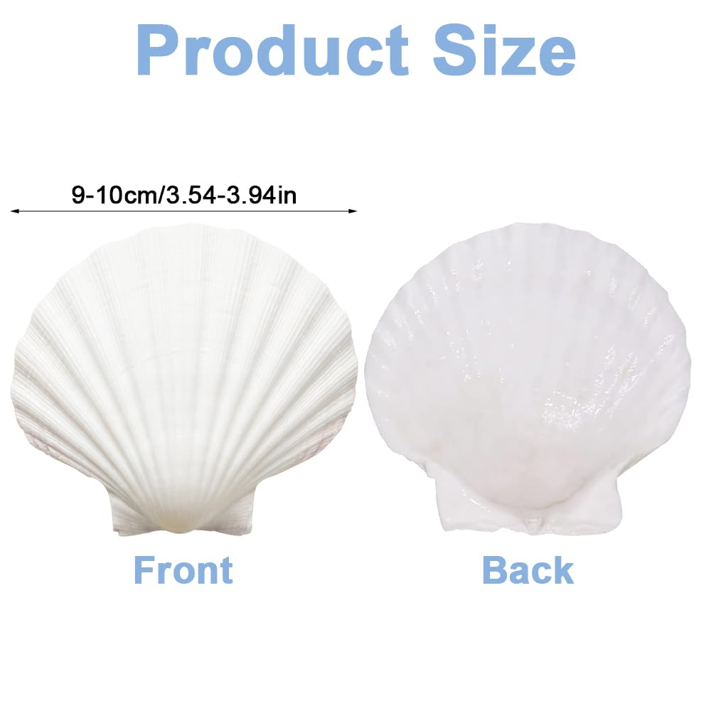 12 białych muszelek, 9-10 cm, duże muszle, muszle, naturalne muszle, do rzemiosła DIY, dekoracja kuchni, dekoracja przekąsek, dekoracja akwarium, na plażę