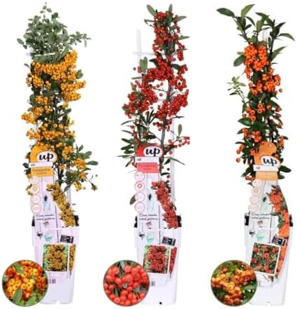 Pyracantha Red Column - Roter Feuerdorn Säulenform Winterhart (bis 4m)