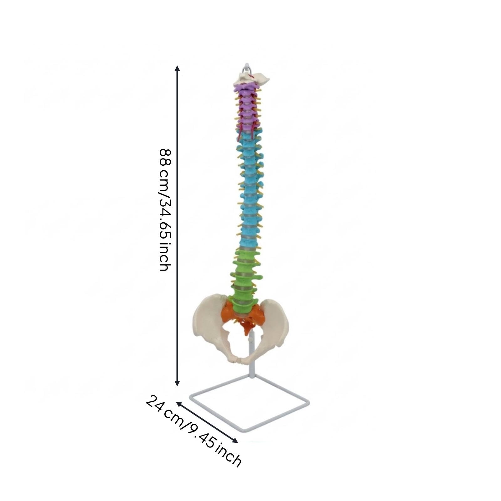 SNAPPSY Spine Model with Pelvis Color-Coded Spine Model with Stand