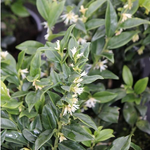 Sarcococca ruscifolia 20-25 cm pot | Arbuste persistant, fleurs blanches parfumées et baies rouges, idéal haie basse & jardin ombragé