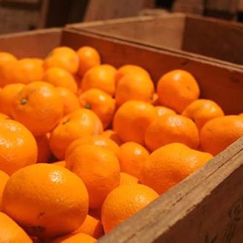 [2027年先行予約]蔵出しみかん5kg小粒S又はSSサイズ[下津の蔵出しみかん]