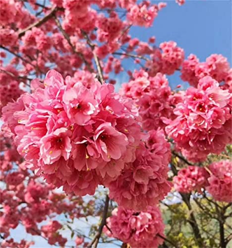 20Pcs Japanese Flowering Cherry Blossom Seeds #TOP2