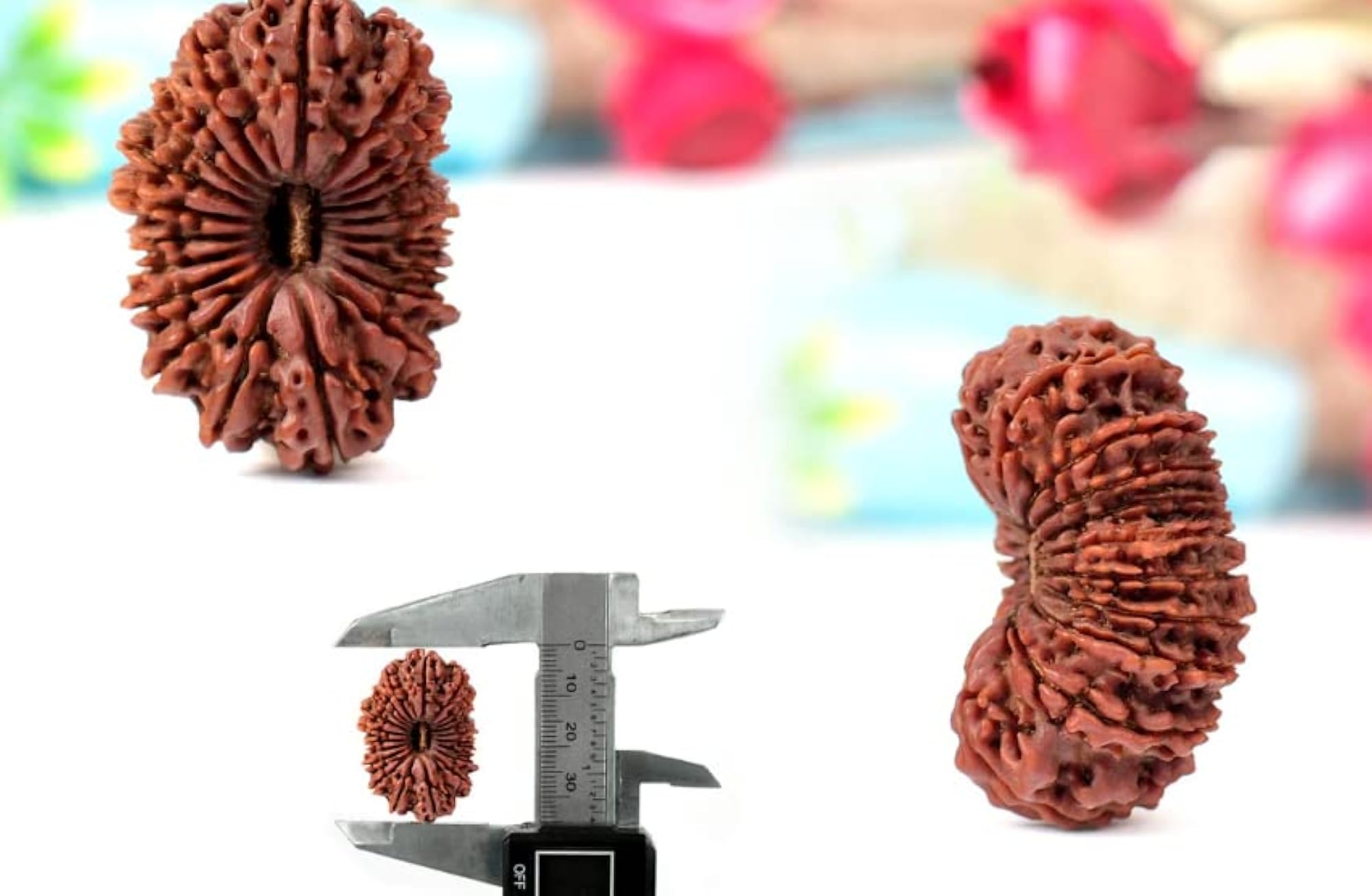 21 Mukhi Rudraksha with Silver Capping, Original Certified