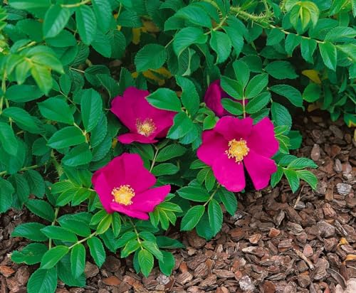 Rosa rugosa 'Rubra' 40–60 cm – Winterhart, Mehrjährig, Pflegeleicht – Apfelrose (Kartoffelrose) – Heckenpflanze für Garten & Sichtschutz