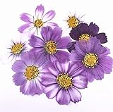 NFEGSIYA Getrocknete Gepresste Blumen 100 stücke 4-7cm getrocknete gepresste purpurrote Kosmos bipinnata Blume for Postkarte schmuck lesezeichen Handwerk DIY. Blumenzubehör