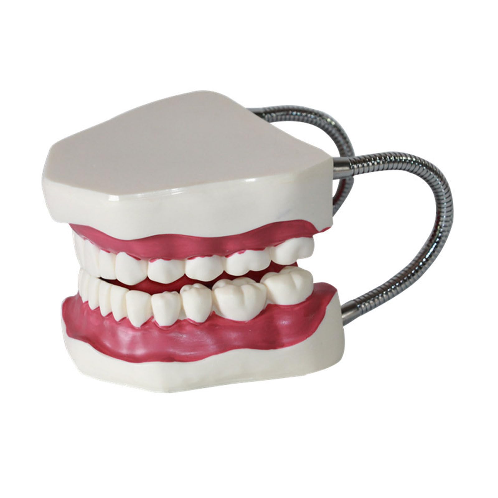Modèles dentaires Adultes de Dents avec Langue Modèle médical pour l'enseignement précoce des Enfants Fournitures d'étude et d'apprentissage