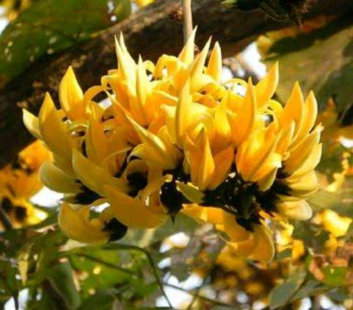 GREENERY NURSERY Rare Exotic Dwarf Yellow Palash/Butea Very Rare Flowering Tree Plant
