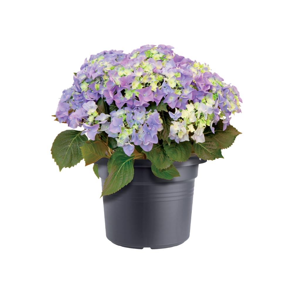 Elho Green Basics Cilinder 65cm Vasi per Piante - Living Black | ∅ 64 x A 48.5 cm | Adatto per uso esterno