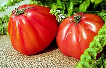 Albenga Beef Heart Tomato Seeds - 0.5 g Bag (Approximately 100 Seeds) - Solanum/Lycopersicum/Solanaceae - Graines de style