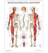 Veine Anatomie Du Système Circulatoire Humain | Photo Premium