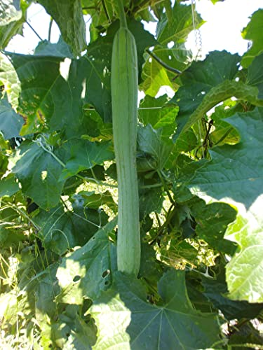 Usda Certified Organic Luffa Gourd Seeds For Edible Asian Vegetable And Sponge, Produce Of Usa #TOP6