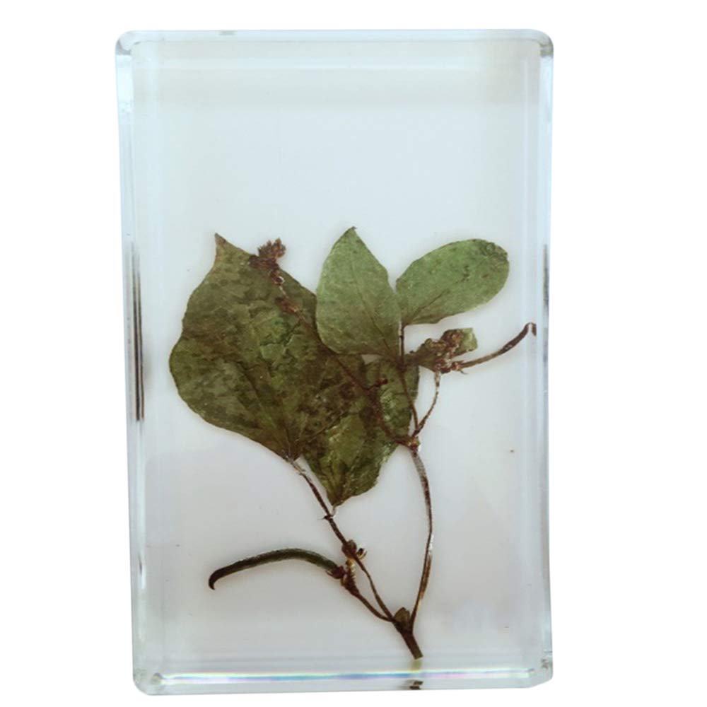 Buy FHUILI Embedded Specimen Capsicum/Chinese Yam/Willow/Mung Bean