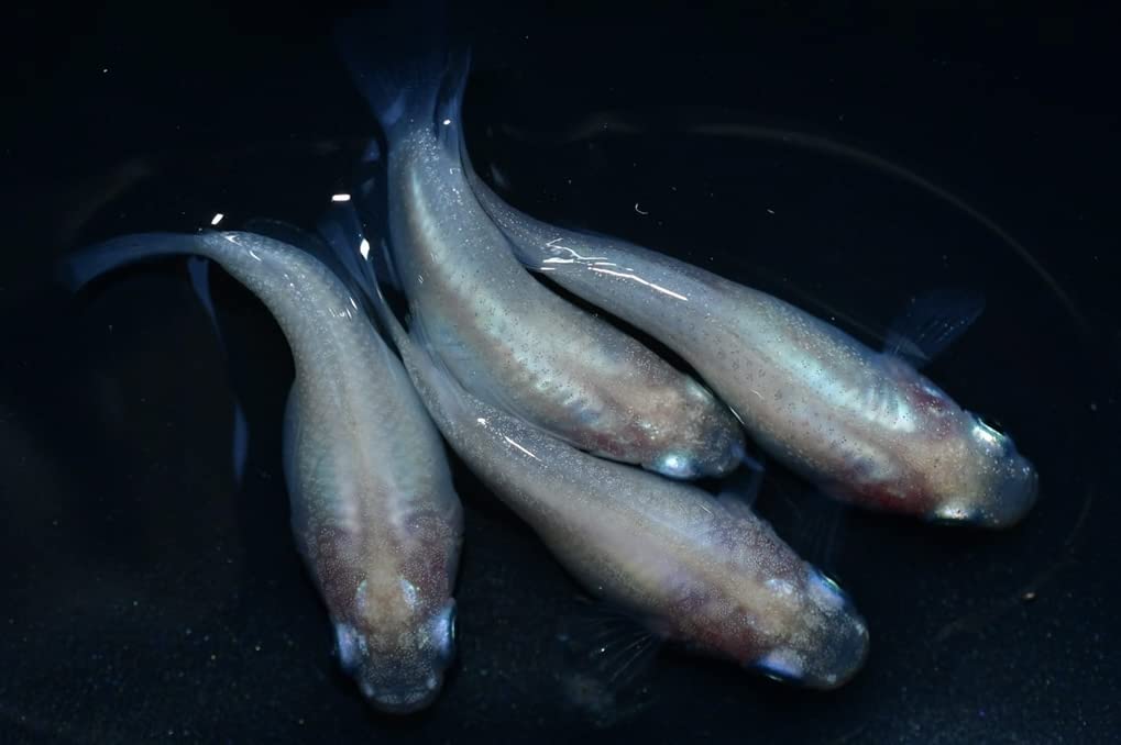 Amazon | めだか 紅ほっぺメダカ めだか若魚〜成魚2ペア めだか 