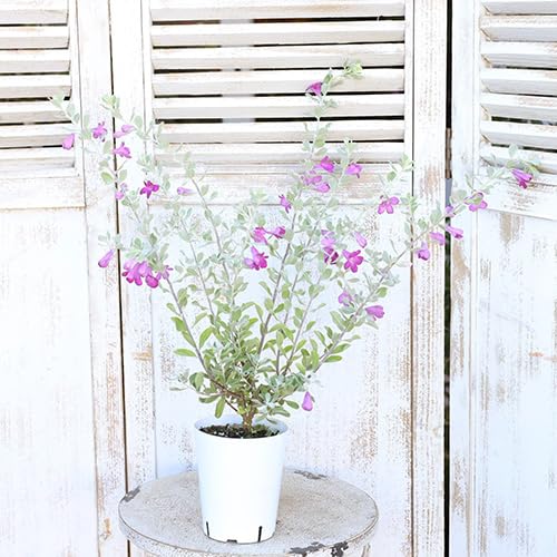 レウコフィルム　グリーンリーフ　/畑2 楽天市場】2025年5月下旬頃より発送レウコフィルム テラコッタ