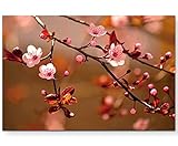 Paul Sinus Art - Photographie de la nature - Fleurs de cerisier japonais - Impression sur toile - 120 x 80 cm