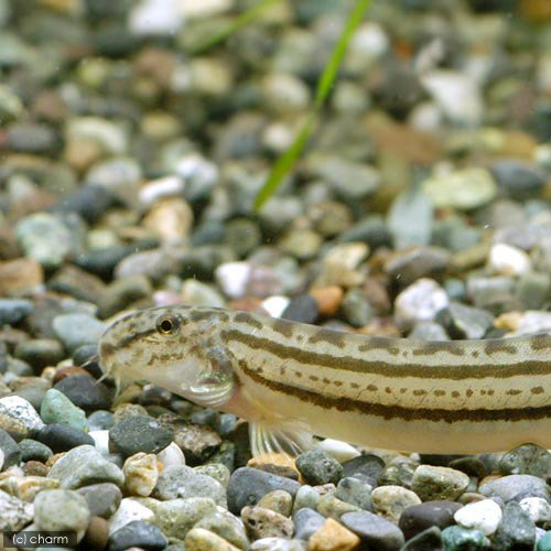 SHU様 確認用　5.8 catfish A comparison of the new 