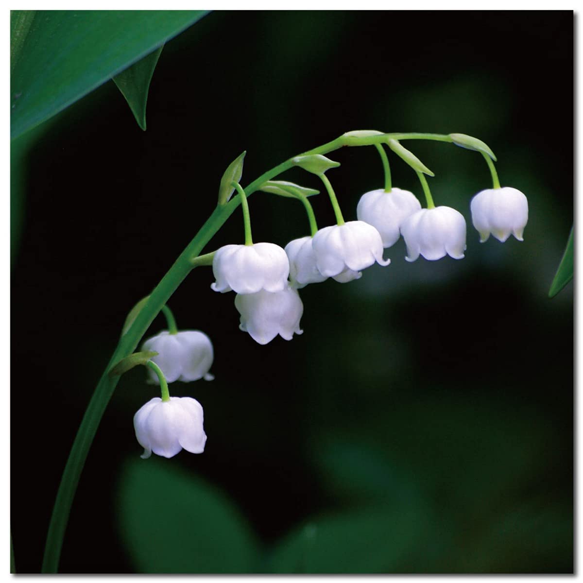 Amazon.co.jp: 壁掛け 花 フラワー 小花 花柄 植物 鈴蘭 すずらん 自然