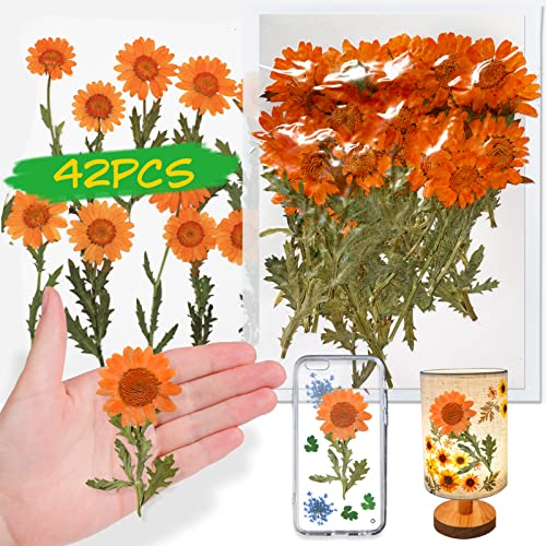 Flores secas de margarita naranja con tallo, 42 piezas miniatura 1