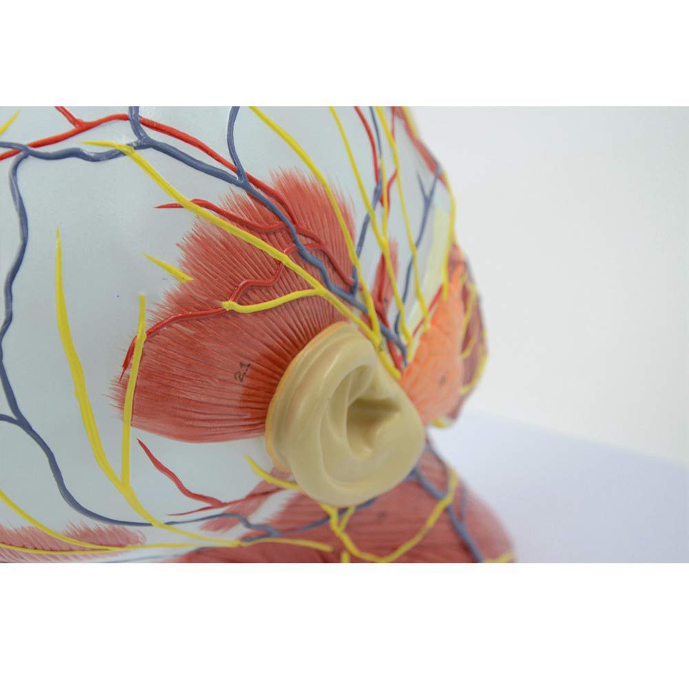 Generico Testa Umana Anatomica 1:1, Fronte-Retro Didattico | Base In Plastica Pvc, Contenente Strutture Vascolari E Nervose, Adatta Per Scuole E Ospedali