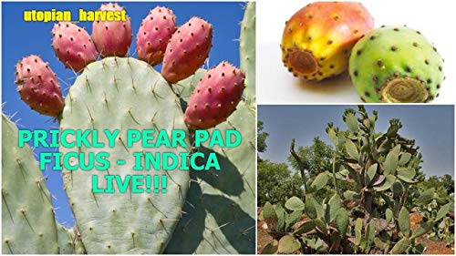 Portal Cool Las semillas del paquete: 25cm: higo chumbo de Opuntia- 5 cm / 10 cm / 15 cm / 20 cm / 25cm / 30cm / los 40Cm