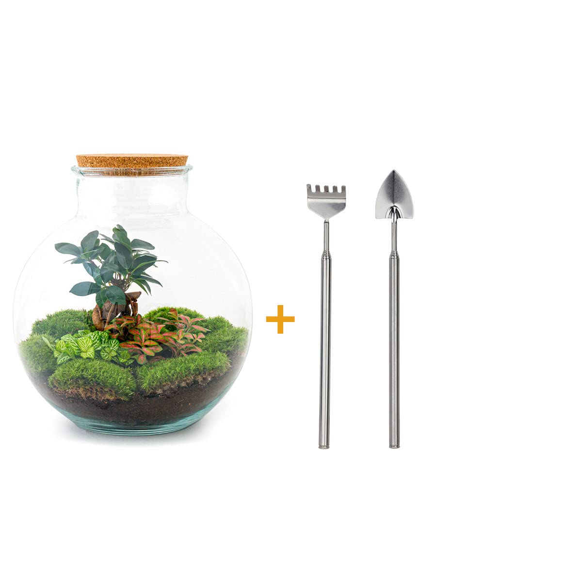 Terrarium do roślin Sammie • roślina ekosystemowa • ↑ 26,5 cm – DIY – kompletny zestaw terrarium – terrarium – miejski terrarium – terrarium + grabienie + łopatka + pęseta + nożyczki