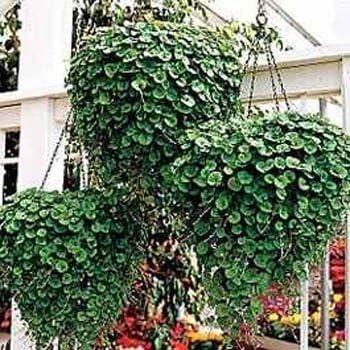 Outsidepride Semillas perennes de esmeralda de Dichondra  15 piezas tolerantes a la sequía y al calor, de bajo crecimiento, semillas de cobertura