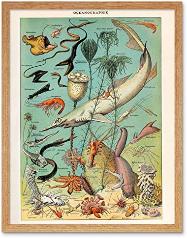 Millot Encyclopedia Page Butterflies Moths Unframed Wall Art Print Poster Home Decor Premium
