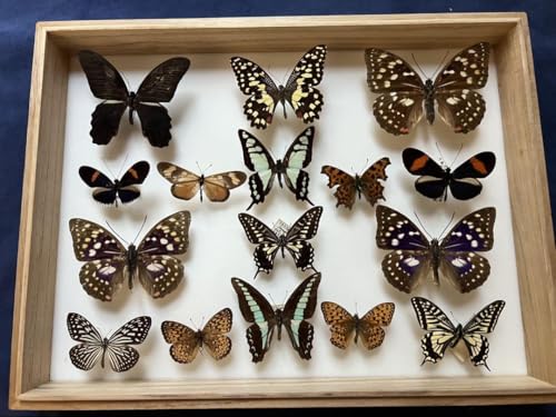 ̕W{ hCcؐt[tî40x30x6cm <0824zW{>